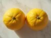 What is Citron (+3 Citron Recipes) Two fresh citron fruits showing thick peel and bright yellow citrus skin